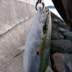 初、青物…しかもブリサイズ